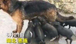 爆料小猪视频,揭秘娱乐圈幕后真相